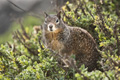 California Ground Squirrel