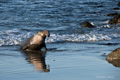 Northern Elephant Seal (male)