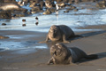 Northern Elephant Seal (male)