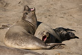 Northern Elephant Seal (female)