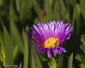 Sea Fig Ice Plant