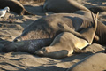 Northern Elephant Seals (copulating)