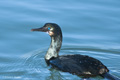 Double-Crested Cormorant