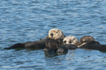 Sea Otter