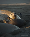 Northern Elephant Seal (female with juvenile)