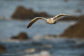 California Gull