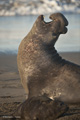 Northern Elephant Seal (male)