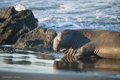 Northern Elephant Seal (male)