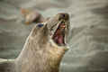 Northern Elephant Seal (female)