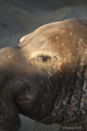 Northern Elephant Seal (male)