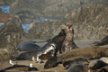 Northern Elephant Seal (males fighting)