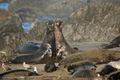 Northern Elephant Seal (males fighting)