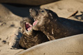 Northern Elephant Seal (juvenile)