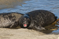 Northern Elephant Seal (juvenile)