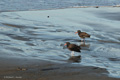 American Black Oystercatcher