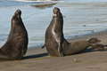 Northern Elephant Seal (males fighting)