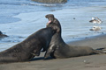 Northern Elephant Seal (males fighting)