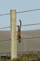 California Ground Squirrel