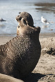 Northern Elephant Seal (male)