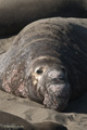 Northern Elephant Seal (male)