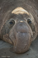 Northern Elephant Seal (male)