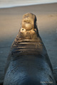 Northern Elephant Seal (male)