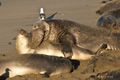 Northern Elephant Seal (male and female)