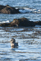 Northern Elephant Seal (male)