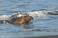 Northern Elephant Seal (male)