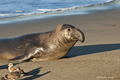 Northern Elephant Seal (male)