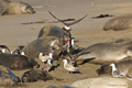 Northern Elephant Seal (female scattering gulls)