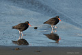 American Black Oystercatcher