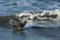 American Black Oystercatcher