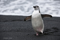 Chinstrap Penguin on Beach