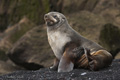 Antarctic Fur Seal