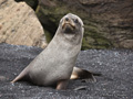 Antarctic Fur Seal