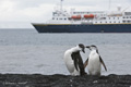 Chinstrap Penguins