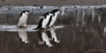 Chinstrap Penguins Crossing Pool