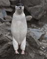 Chinstrap Penguin Jumping