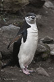 Chinstrap Penguin