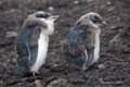 Pair of Chinstrap Penguin Chicks