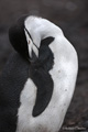 Chinstrap Penguin