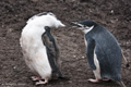 Pair of Chinstrap Penguin Chicks