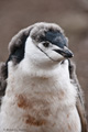 Chinstrap Penguin Chick