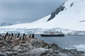 Gentoo Penguins at Dorian Bay