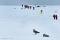 Crossing the Snow at Dorian Bay