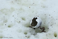 Gentoo Penguin Egg in the Snow