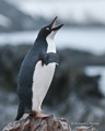 Adelie Penguin Chick