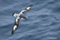 Cape Petrel