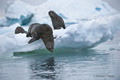 Antarctic Fur Seals